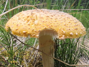 Mushroom 2 - Fly Agaric - Taylor Head Provincial Park, NS