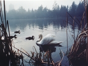 Lost Lagoon Vancouver BC