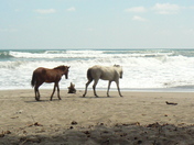 Horses by the Pacific Ocean