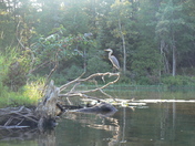 Great Blue Heron - Crowe River, On