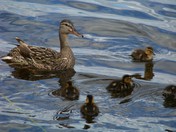 Ducklings