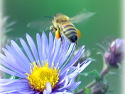 bee.jpg