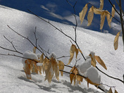 All that glitters........