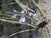 blue jay in tree looking left.jpg