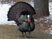 Male wild turkey in full bloom