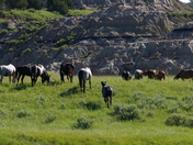 Teddy Roosevelt National Park