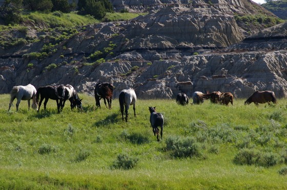 Teddy Roosevelt National Park
