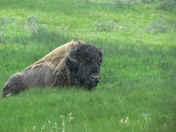 Yellowstone National Park