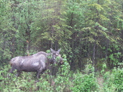 Debali National Park