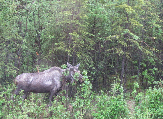 Debali National Park