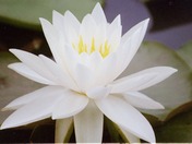 Kenilworth Aquatic Gardens/National Parks East Washington DC