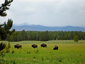 Yellowstone National Park