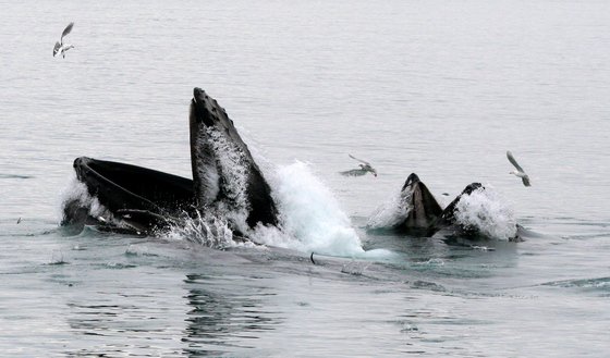 Kenai Fjord National Park