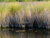 Merritt Island National Wildlife Refuge