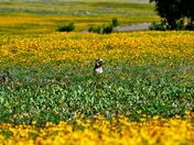 Wichita Mountain National Wildlife Refuge