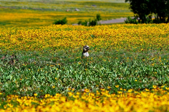 Wichita Mountain National Wildlife Refuge