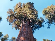 Sequoia National Park