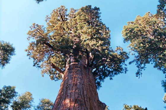 Sequoia National Park
