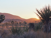 Joshua Tree National Park