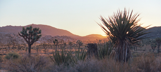Joshua Tree National Park