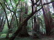 Muir Woods National Monument