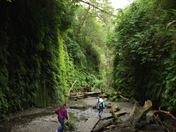Redwoods National Park