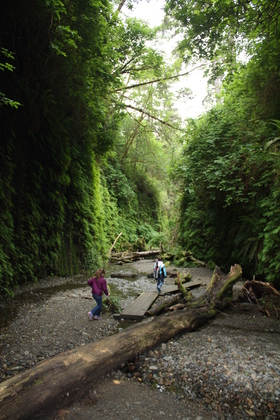 Redwoods National Park