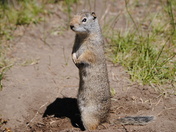 Yellowstone National Park