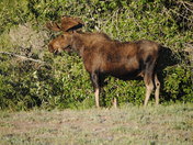 Grand Teton National Park