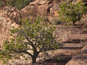 Colorado National Monument