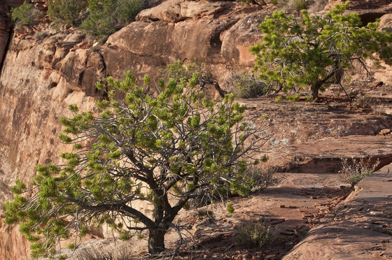 Colorado National Monument