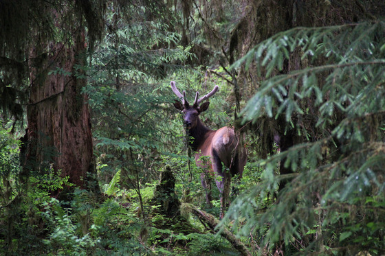 Olympic National Park/Rainforest