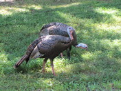 Mammoth Cave National Park