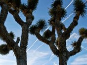 Joshua Tree National Park