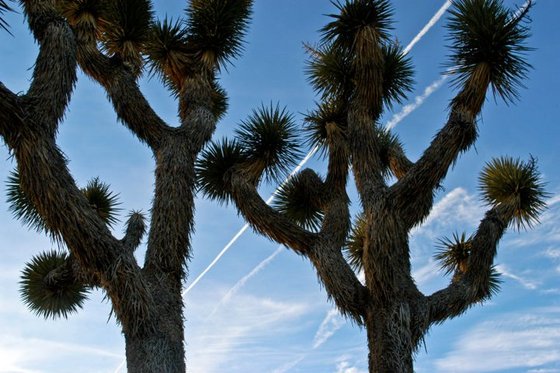 Joshua Tree National Park