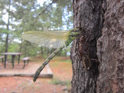 Voyageurs National Park