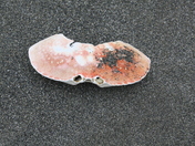 RedWood National Park