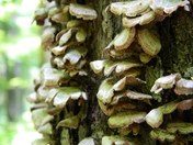 Great Smoky Mountains