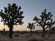 Joshua Tree National Park