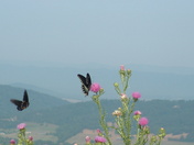 Shenandoah National Park Skyline drive