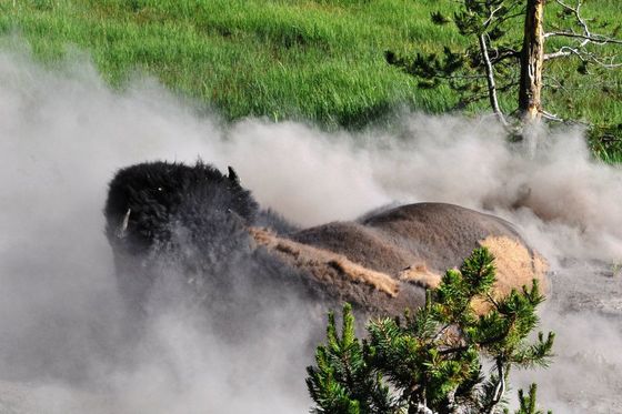Yellowstone National Park
