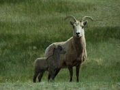 Rocky Mountian National Park