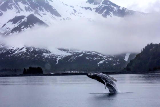 Kenai Fjords National Park