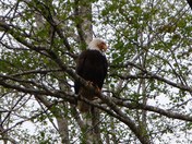 Tongass National Forest