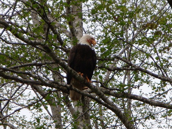 Tongass National Forest
