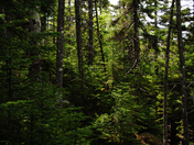 White Mountain National Forest