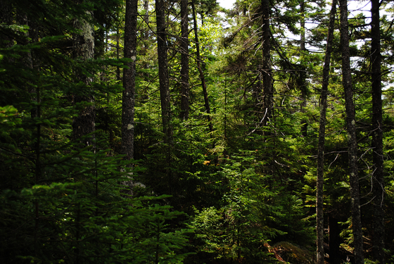 White Mountain National Forest