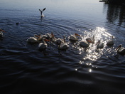 Voyageurs National Park
