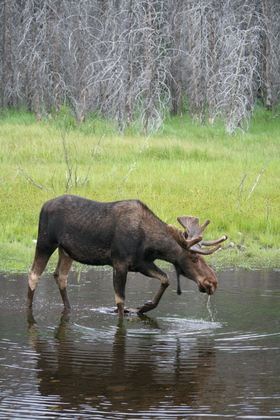 Grand Tetons NP