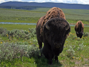 Yellowstone National Park